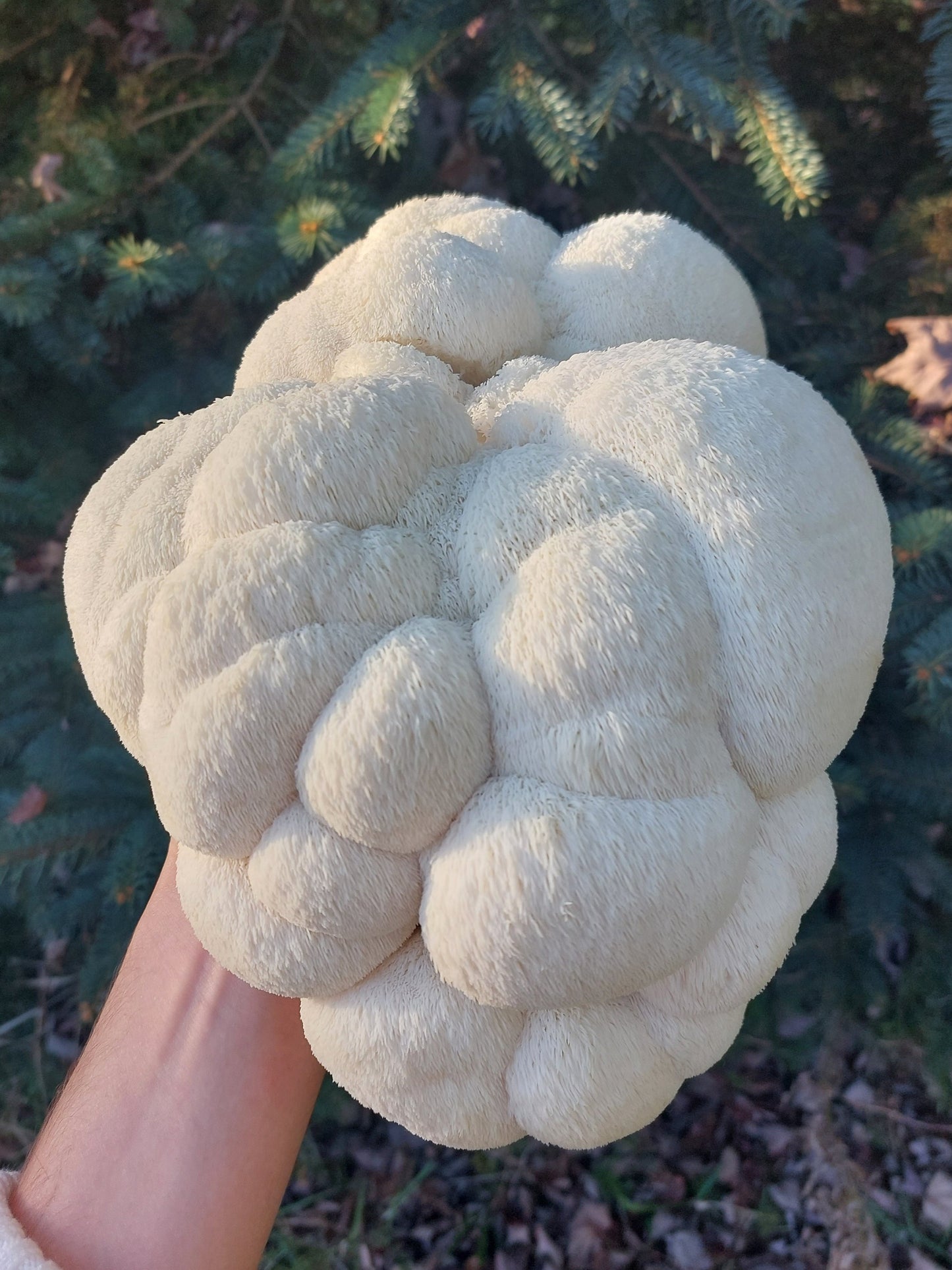 Lion's Mane Mushroom Grow Kit