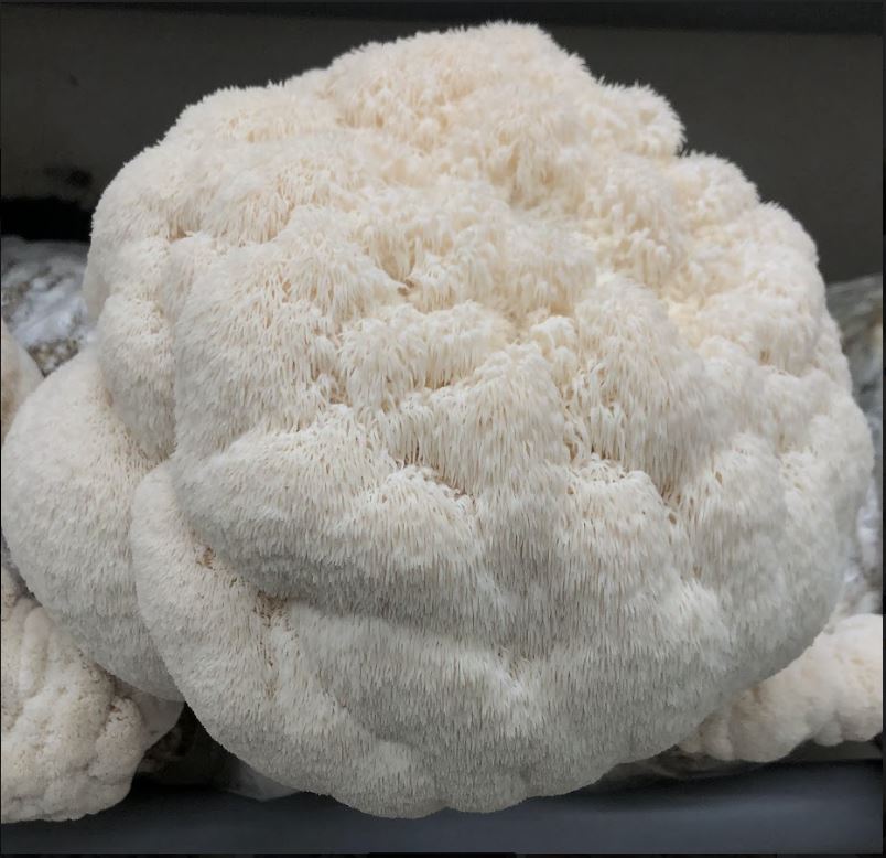 Dried Lion's Mane Powder