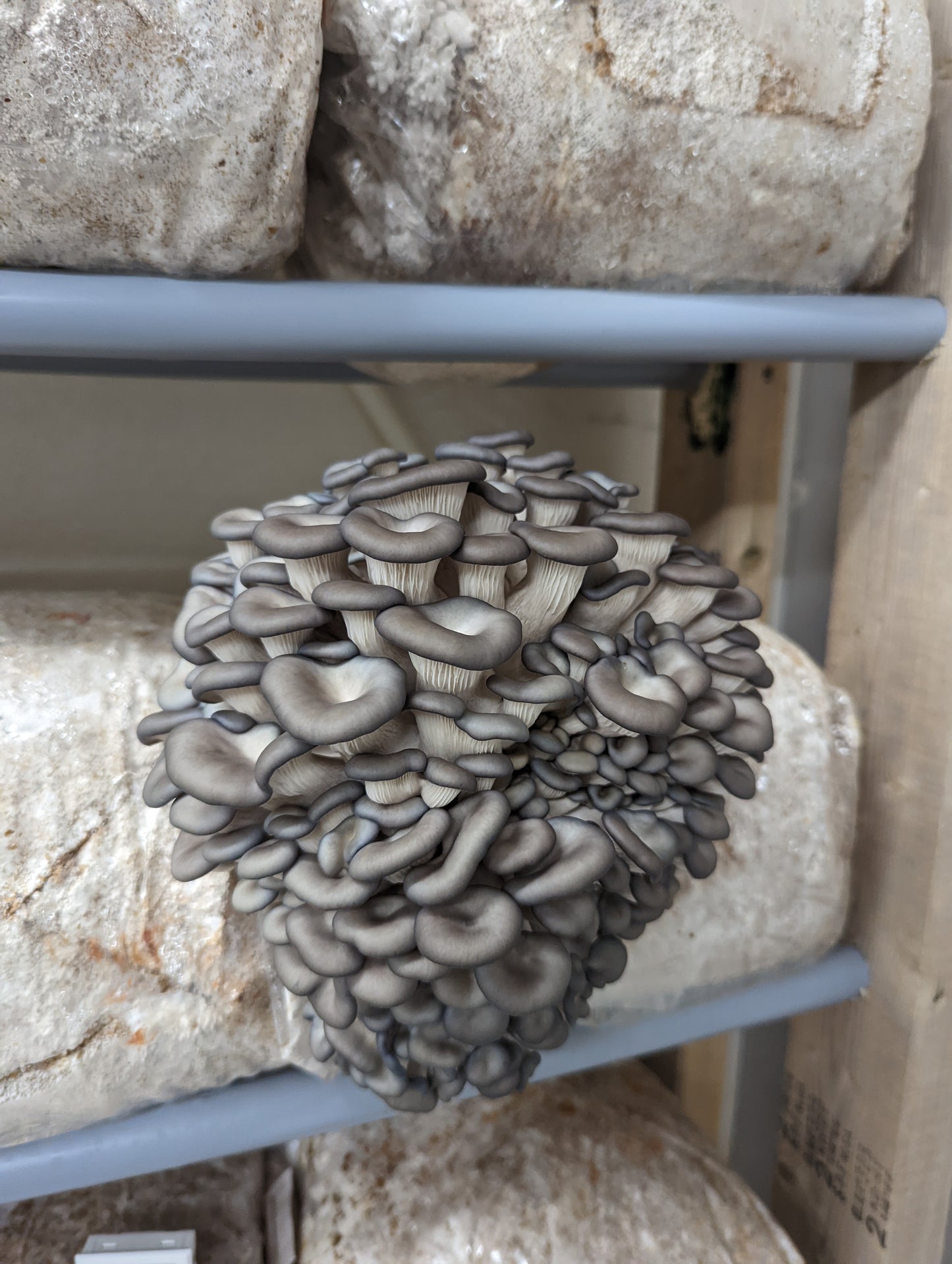 Blue Oyster Mushroom Grow Kit