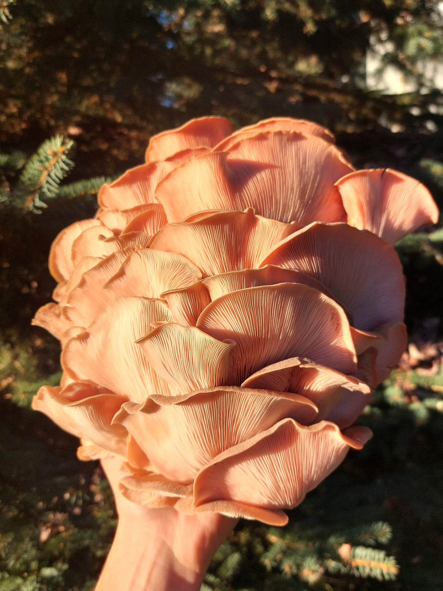 Pink Oyster Mushroom Grow Kit