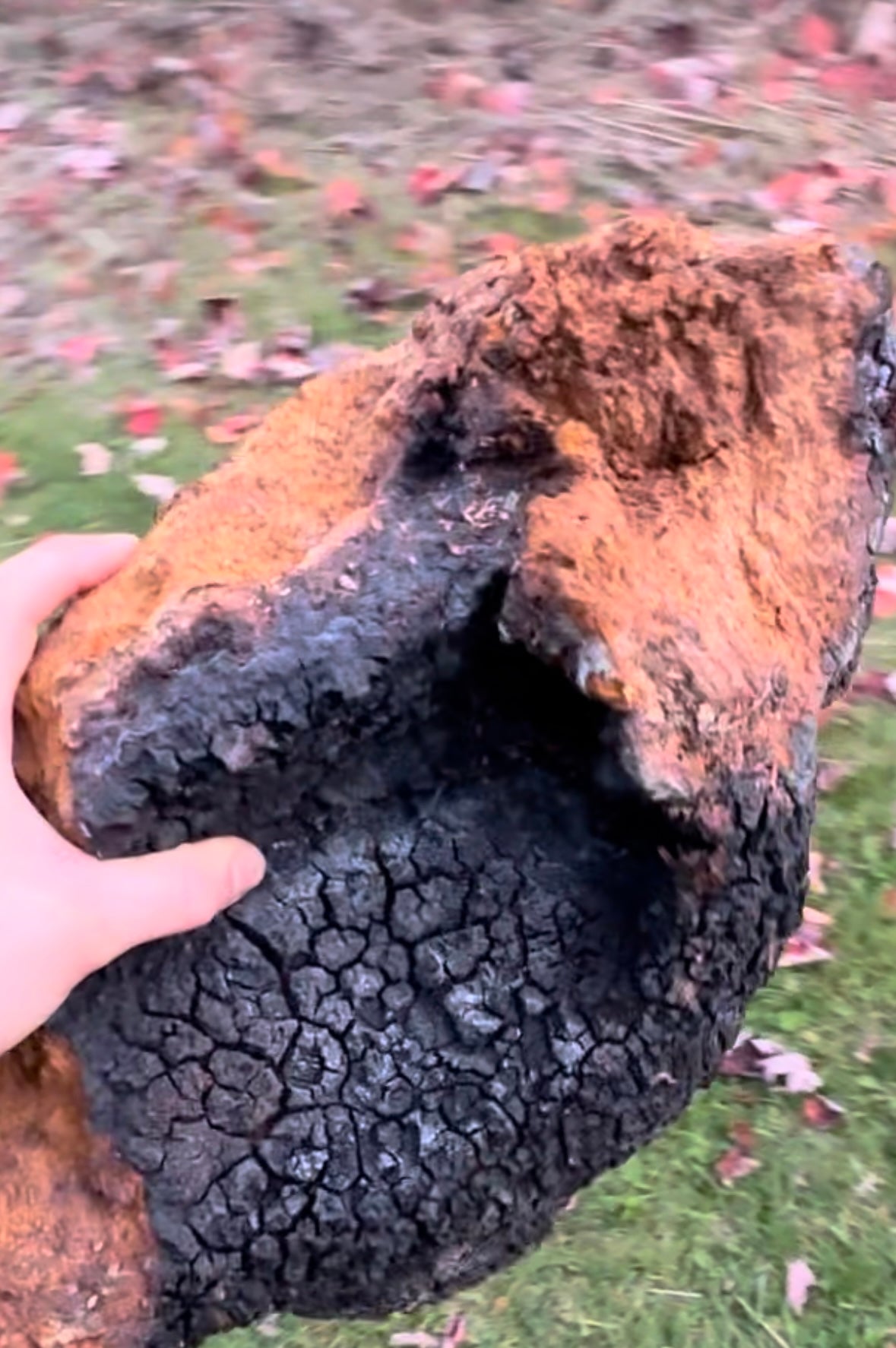 Ontario Wild foraged Chaga Mushroom (Chunks)