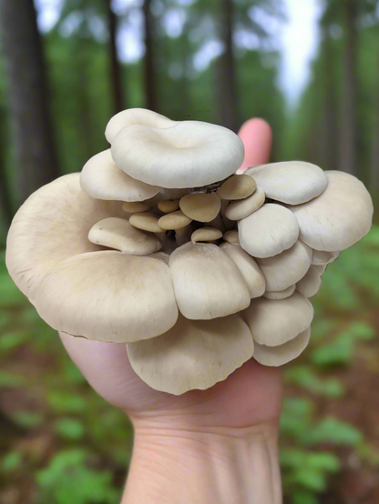 Elm Oyster Mushroom Grow Kit
