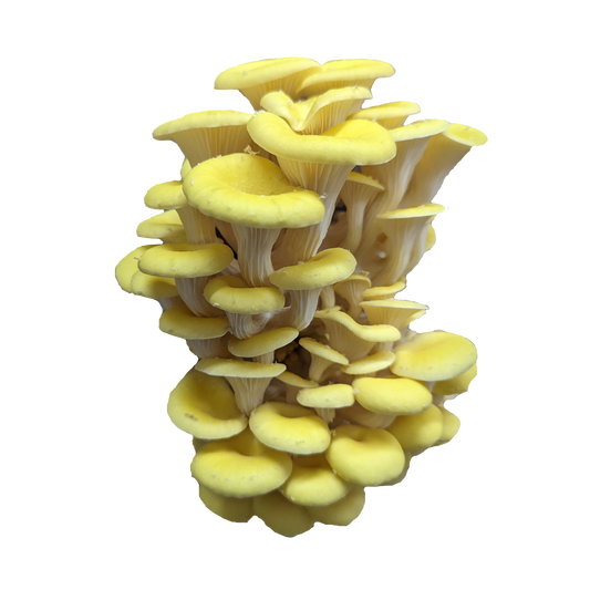 Golden Oyster Mushroom Grow Kit