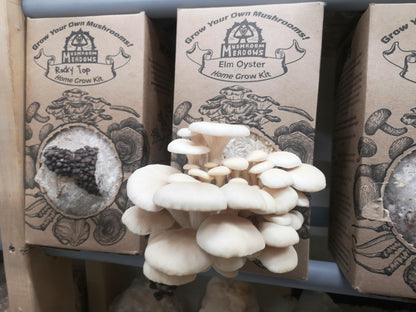 Elm Oyster Mushroom Grow Kit