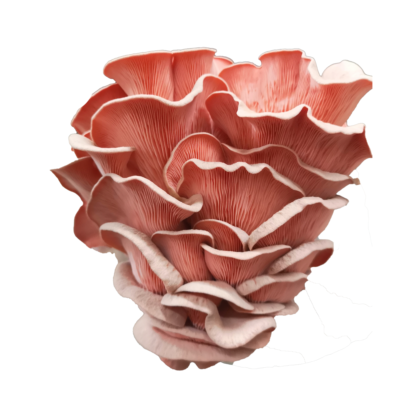 Pink Oyster Mushroom Grow Kit